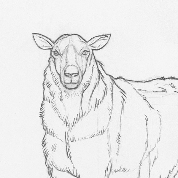 Pencil drawing of a sheep