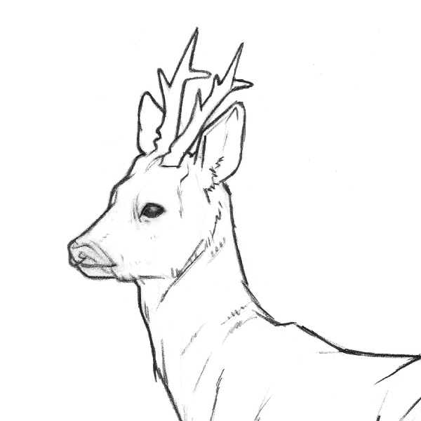 Pencil drawing of a roe deer